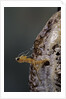 Mantis religiosa (praying mantis) - hatching by Anonymous