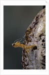Mantis religiosa (praying mantis) - hatching by Anonymous