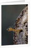 Mantis religiosa (praying mantis) - hatching by Anonymous