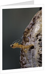 Mantis religiosa (praying mantis) - hatching by Anonymous