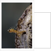 Mantis religiosa (praying mantis) - hatching by Anonymous