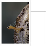 Mantis religiosa (praying mantis) - hatching by Anonymous