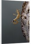Mantis religiosa (praying mantis) - larva newly emerged from ootheca by Anonymous