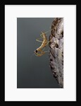 Mantis religiosa (praying mantis) - larva newly emerged from ootheca by Anonymous