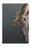 Mantis religiosa (praying mantis) - larva newly emerged from ootheca by Anonymous