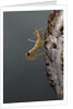 Mantis religiosa (praying mantis) - larva newly emerged from ootheca by Anonymous