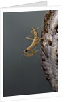 Mantis religiosa (praying mantis) - larva newly emerged from ootheca by Anonymous