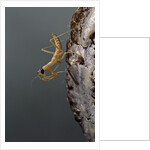 Mantis religiosa (praying mantis) - larva newly emerged from ootheca by Anonymous