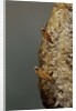 Mantis religiosa (praying mantis) - hatching by Anonymous