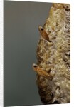 Mantis religiosa (praying mantis) - hatching by Anonymous
