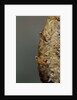 Mantis religiosa (praying mantis) - hatching by Anonymous