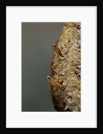 Mantis religiosa (praying mantis) - hatching by Anonymous