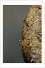 Mantis religiosa (praying mantis) - hatching by Anonymous