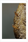 Mantis religiosa (praying mantis) - hatching by Anonymous