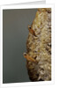 Mantis religiosa (praying mantis) - hatching by Anonymous