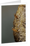Mantis religiosa (praying mantis) - hatching by Anonymous