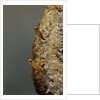 Mantis religiosa (praying mantis) - hatching by Anonymous