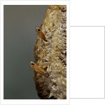 Mantis religiosa (praying mantis) - hatching by Anonymous