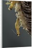 Mantis religiosa (praying mantis) - hatching by Anonymous
