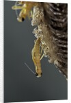 Mantis religiosa (praying mantis) - hatching by Anonymous