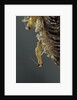 Mantis religiosa (praying mantis) - hatching by Anonymous