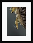 Mantis religiosa (praying mantis) - hatching by Anonymous