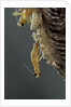Mantis religiosa (praying mantis) - hatching by Anonymous
