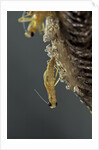 Mantis religiosa (praying mantis) - hatching by Anonymous