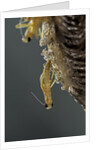 Mantis religiosa (praying mantis) - hatching by Anonymous