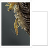 Mantis religiosa (praying mantis) - hatching by Anonymous