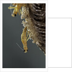 Mantis religiosa (praying mantis) - hatching by Anonymous