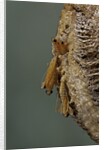 Mantis religiosa (praying mantis) - hatching by Anonymous
