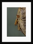 Mantis religiosa (praying mantis) - hatching by Anonymous