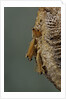 Mantis religiosa (praying mantis) - hatching by Anonymous