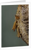 Mantis religiosa (praying mantis) - hatching by Anonymous
