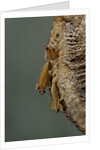Mantis religiosa (praying mantis) - hatching by Anonymous