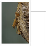 Mantis religiosa (praying mantis) - hatching by Anonymous