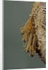 Mantis religiosa (praying mantis) - hatching by Anonymous