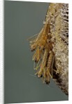 Mantis religiosa (praying mantis) - hatching by Anonymous