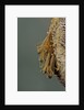 Mantis religiosa (praying mantis) - hatching by Anonymous