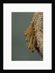 Mantis religiosa (praying mantis) - hatching by Anonymous