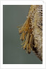 Mantis religiosa (praying mantis) - hatching by Anonymous