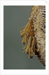 Mantis religiosa (praying mantis) - hatching by Anonymous