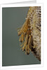 Mantis religiosa (praying mantis) - hatching by Anonymous