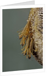 Mantis religiosa (praying mantis) - hatching by Anonymous