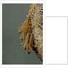 Mantis religiosa (praying mantis) - hatching by Anonymous