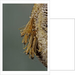 Mantis religiosa (praying mantis) - hatching by Anonymous