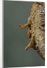 Mantis religiosa (praying mantis) - hatching by Anonymous