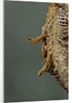 Mantis religiosa (praying mantis) - hatching by Anonymous