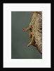 Mantis religiosa (praying mantis) - hatching by Anonymous